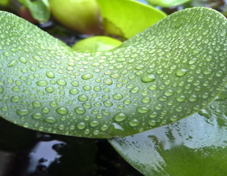 ¿B12 en plantas?, una noticia única para las dietas vegetarianas y veganas